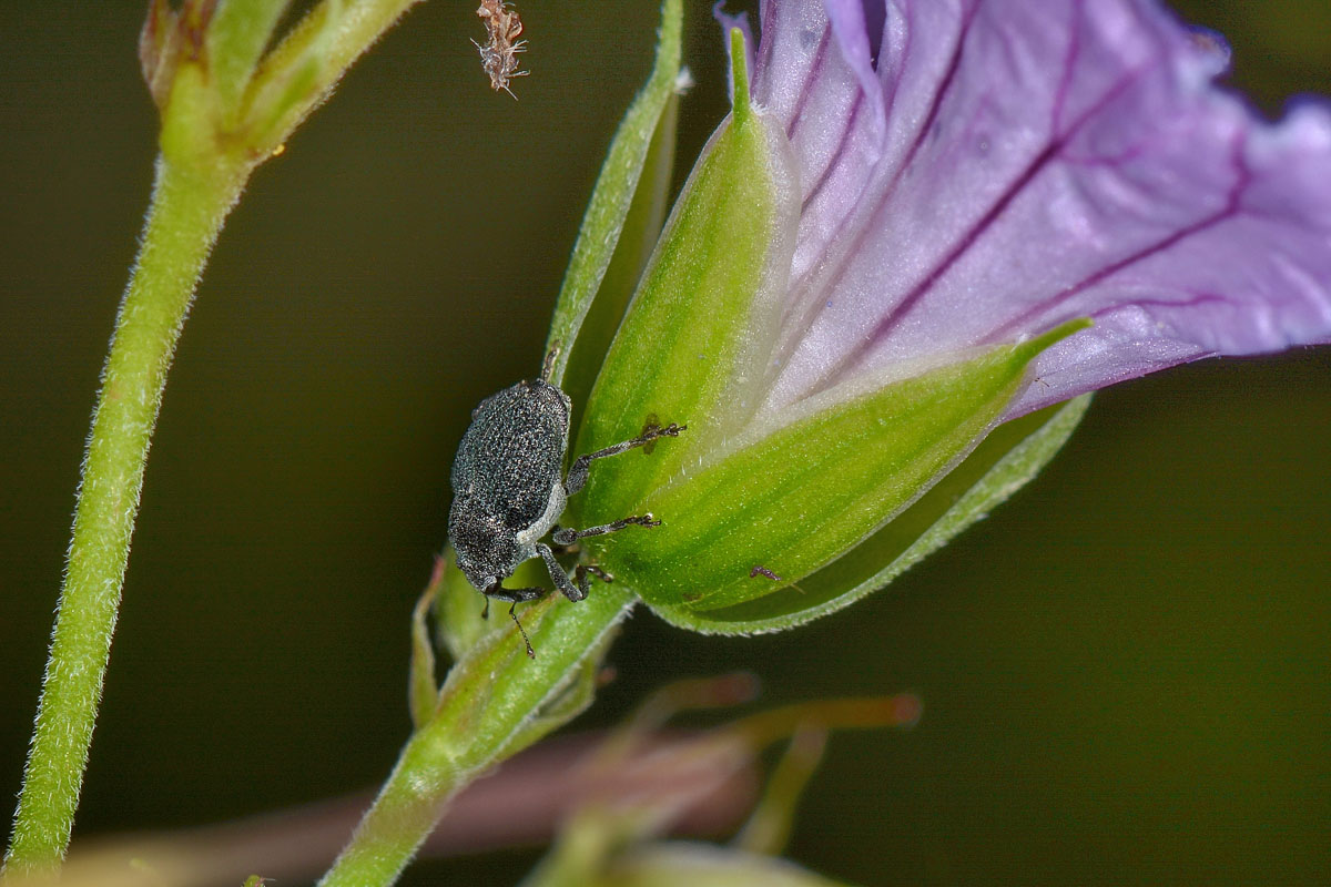 Curculionidae:  Zacladus sp?  S, Zacladus exiguus